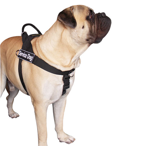 Bullmastiff Training Harness | Dog Training Harness, Anti-Pull