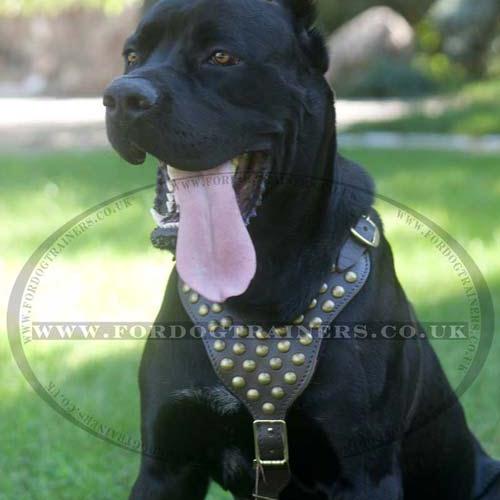 Fascinating Dog Harness Design for Cane Corso Mastiff