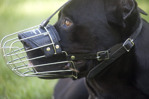 Cane Corso Dog Muzzle Basket with Felt Padding