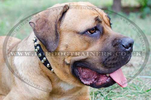 Cane Corso Italiano Dog Collar with Studs | Dog Leather Collar