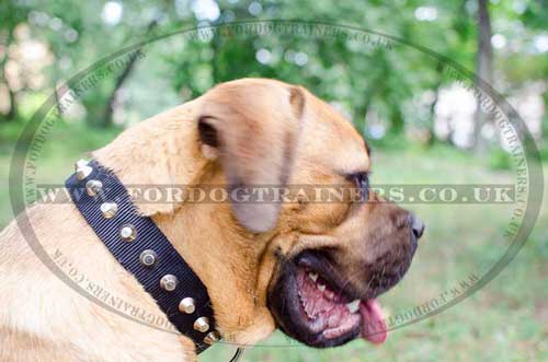 Cane Corso Mastiff Nylon Dog Collar with Studs