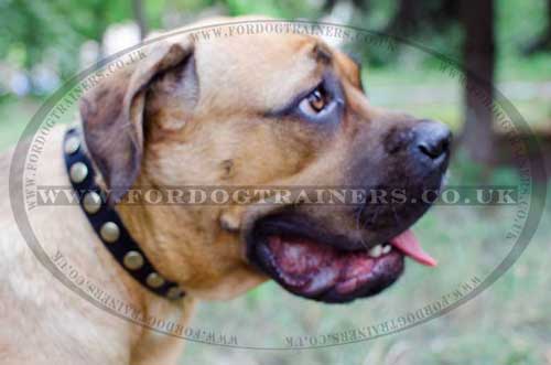 Cane Corso Mastiff Collar with Brass Studs - Bestseller!