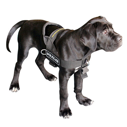 Cane Corso Mastiff Harness UK | Non Pull Dog Harness for Mastiff