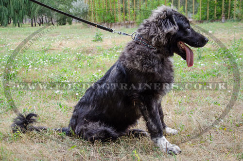 Caucasian Shepherd Elite Big Dog Collar "Barbed Wire"