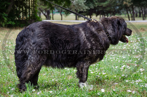 Caucasian Shepherd Black Padded Leather Dog Collar