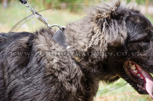 Caucasian Shepherd ID Plate Dog Collar