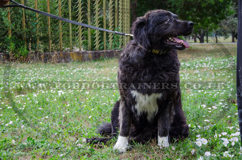 Wide Leather Spiked Dog Collar for Caucasian Shepherd