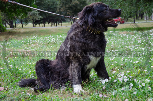 Posh Gold Spiked Dog Collar for Caucasian Shepherd 3 in Wide