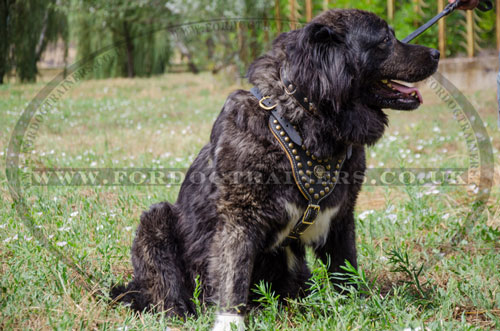 Handcrafted Large Studded Dog Harness for Caucasian Shepherd