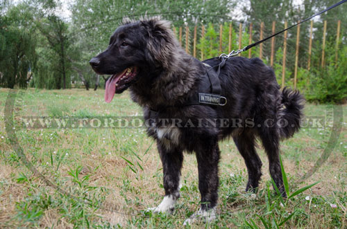 Caucasian Shepherd Non Pulling Dog Harness with Front D-ring