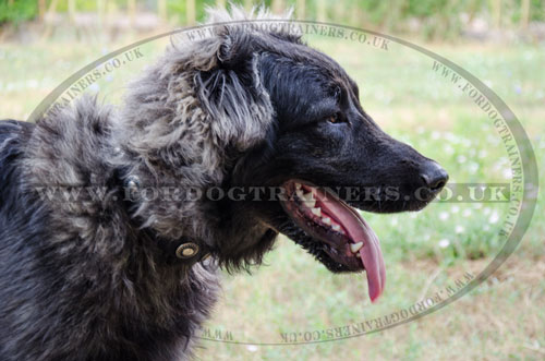 Adjustable Nylon Studded Dog Collar for Caucasian Shepherd
