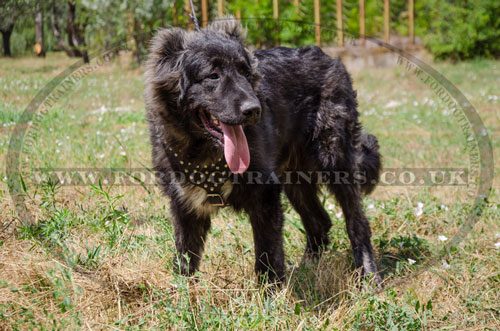 Y-shaped Studded Leather Dog Harness for Caucasian Shepherd