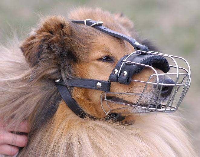 Dog Muzzle for Collie and Similar Dog Breeds | Collie Muzzle UK - Click Image to Close