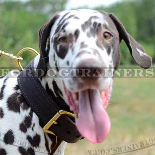 Dog Training Collar for Dalmatian and other Large Dogs