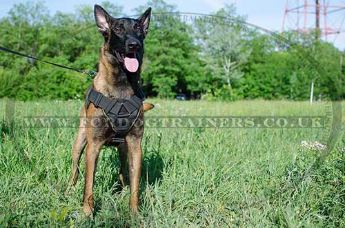 Dog Belgian Malinois Harness | Dog Harness with Handle for Sale