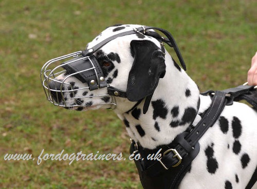 Dalmatian Muzzle Basket Type | Dalmatian Size Dog Muzzle