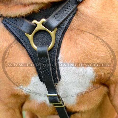 Padded Dog Harness for Dogue De Bordeaux UK Bestseller