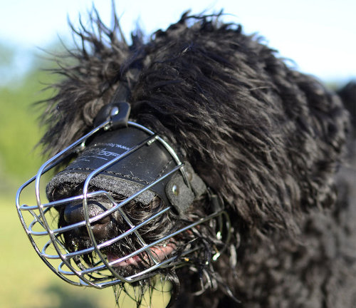 Best Dog Muzzle for Black Russian Terrier Size for Sale UK