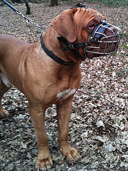 muzzles for dogs