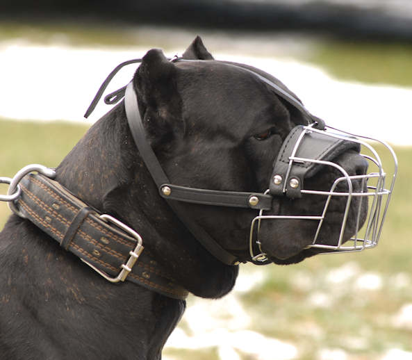 Padded Cane Corso Muzzle for Mastiff Breeds Wire Basket - Click Image to Close
