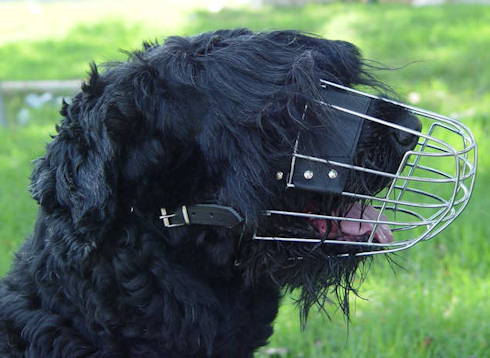 Black Russian Terrier wire basket dog muzzle