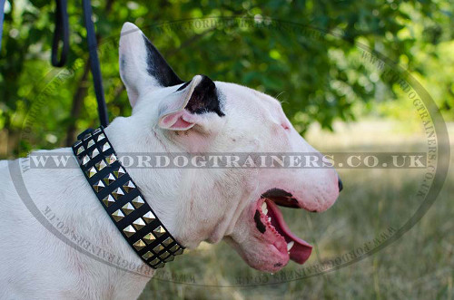 English Bull Terrier Collar With Shiny Nickel Plates NEW DESIGN!