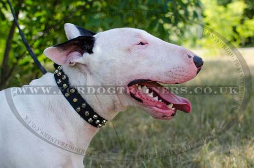 English Bull Terrier Collars New Studded Design - Best Price!