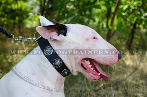 English Bull Terrier Collars Fashion Look | Studded Dog Collar