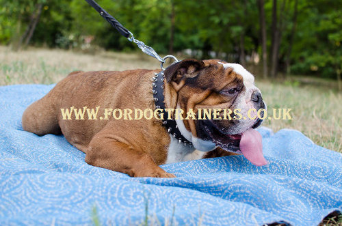 English Bulldog Collar Spiked Design, The Best Dog Collars UK!