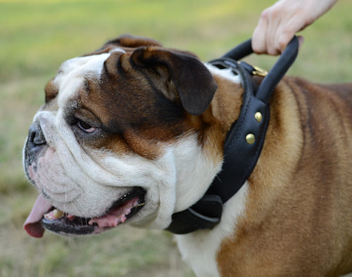 English Bulldog Collar with Handle Leather Dog Collar 2 Ply