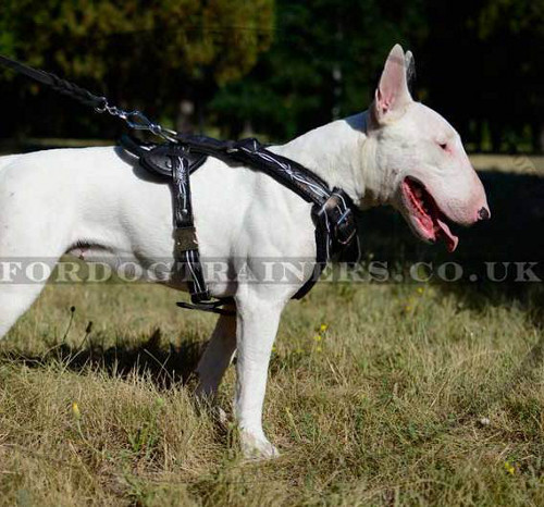 English Bull Terrier Dog Training Harness "Barbed Wire" Design
