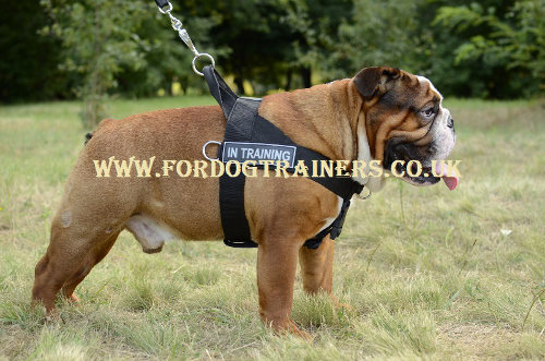 English Bulldog Harness Bestseller UK | Dog Harness for Bulldog