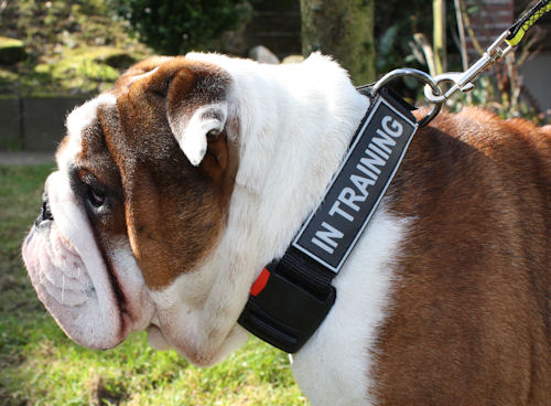 Bulldog Collars Nylon with Patches | Strong Nylon Dog Collar