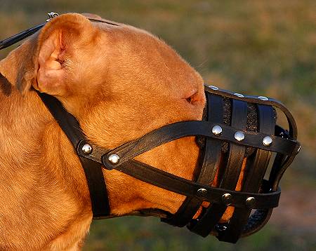 Leather Muzzle with Super Ventilation for Staffy, Bestseller!