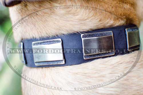 Fashionable Dog Collar with Plates | Cane Corso Dog Collar