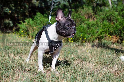 French Bulldog Harness Small | Spiked Dog Harness for Small Dog