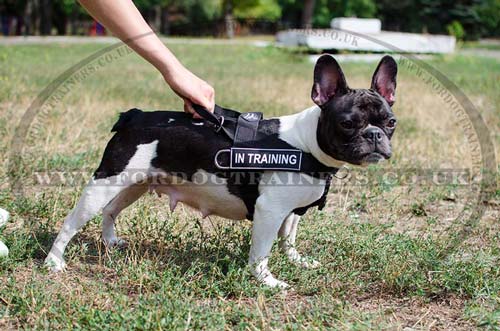 The Best French Bulldog Harness for Stop Dog Pulling for Small Dogs