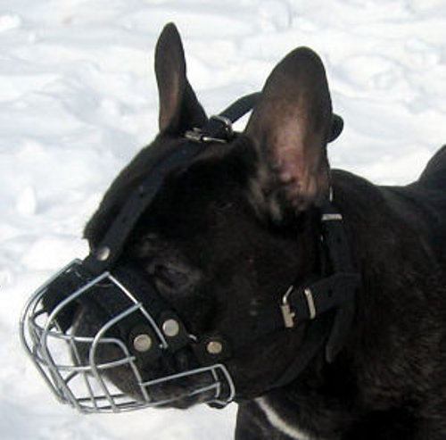 Get French Bulldog Basket Muzzle for Flat Nose Dog