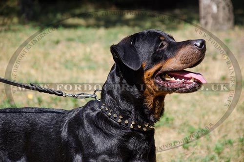 Quality Leather Collar with Pyramids for German Rottweiler