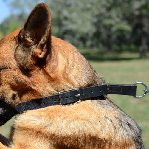 German Shepherd Slip Collar for Dog Training - Click Image to Close
