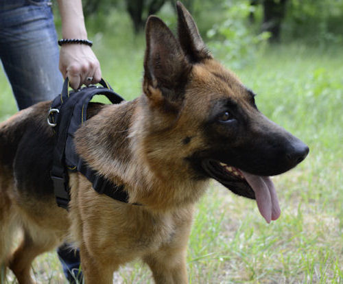 Best German Shepherd Harness with Handle for Multipurpose Use