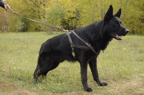 Leather German Shepherd Pulling Harness for Dogs Sport & Walking