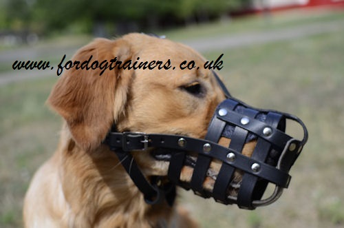 Golden Retriever Basket Muzzle for Golden Retriever Snout Size