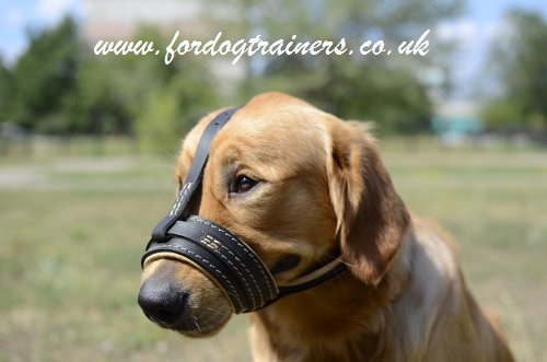 Soft Dog Muzzle for Golden Retriever | Golden Retriever Muzzle