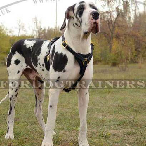 Great Dane Harness | Leather Dog Harness