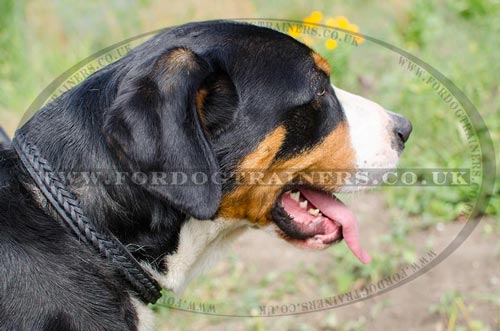 Great Swiss Mountain Dog Collars UK | 2 Ply Braided Dog Collar