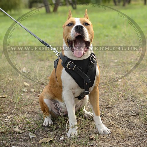 Dog Training Staffy Harness, Genuine Leather - Click Image to Close