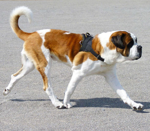 Nylon multi-purpose dog harness for St. Bernard