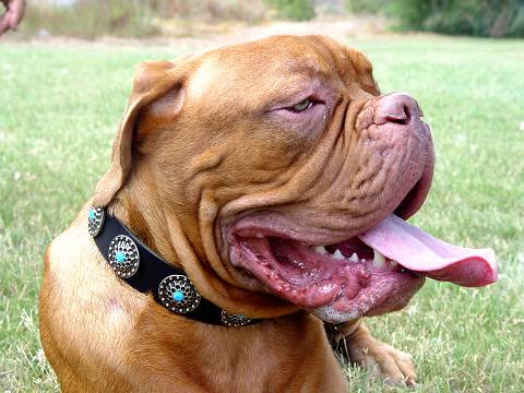 Leather dog collar with blue stones