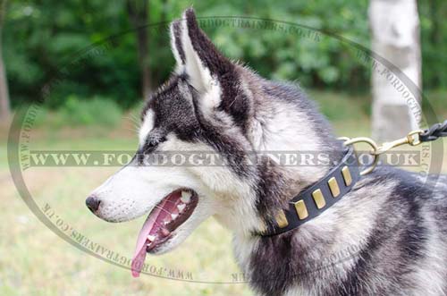 Husky Puppy Dog Collar for Sale | Soft Leather Dog Collar